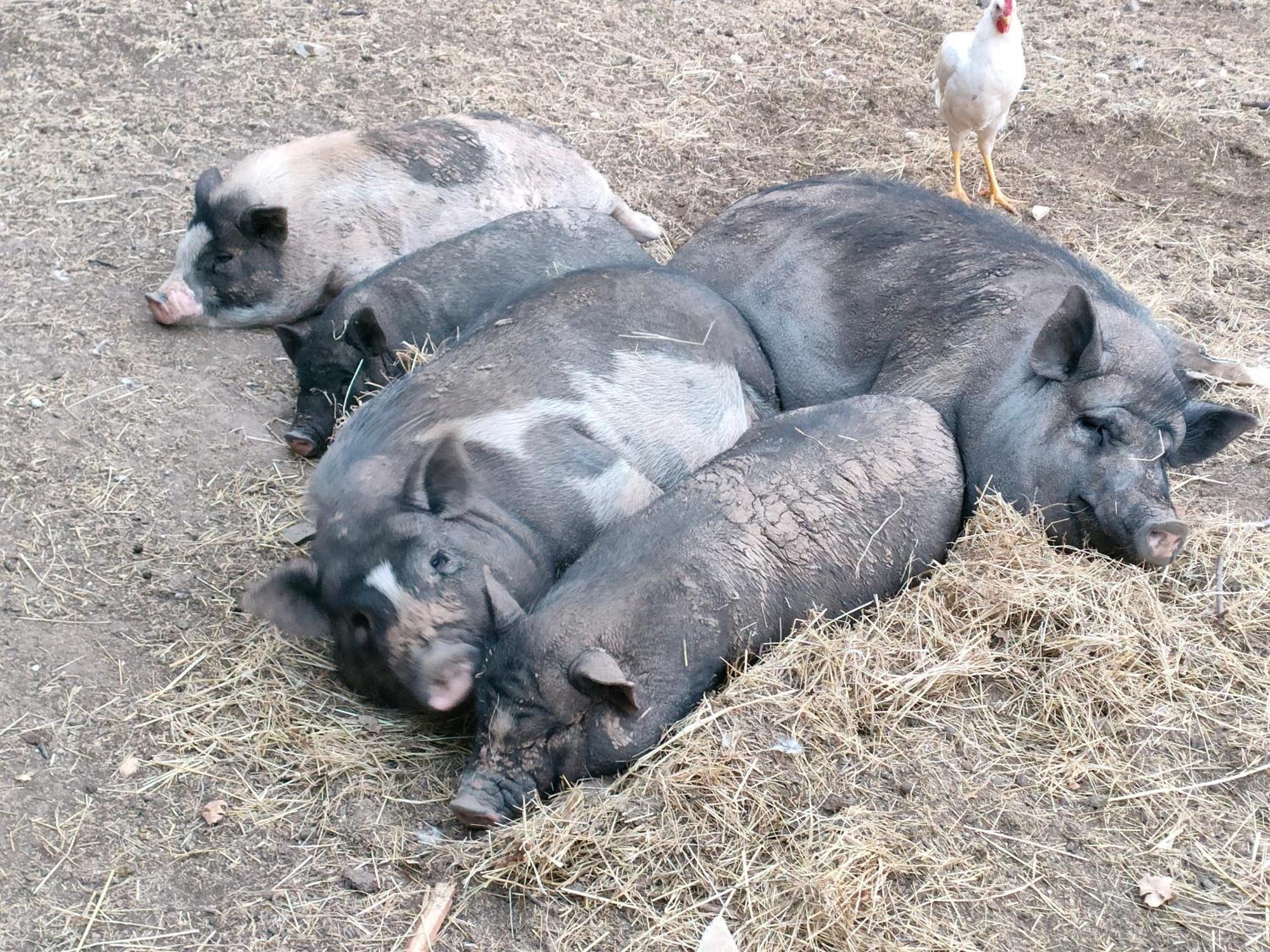 Gite A La Ferme Ongles Экстерьер фото